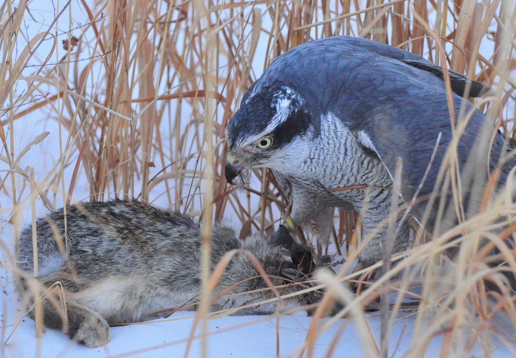 Goshawk with February cottontail